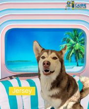 Canine Country Club & Feline Inn image 9