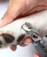 Hundesalon Pet Cut's Bild 11