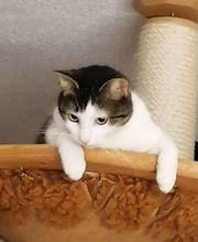 katzenbaum.ch Bild 1