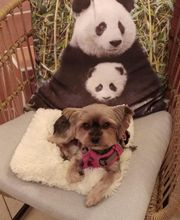 Coeur De Poils image 3