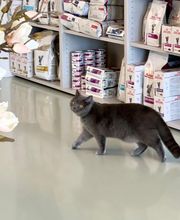 Katzen-Praxis.ch Bild 5