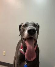 Country Hills Veterinary Hospital: Greene Mark DVM image 10