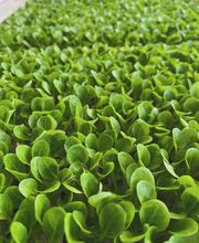 Blumen Grütter Bild 6