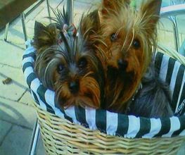 Animalook image 20