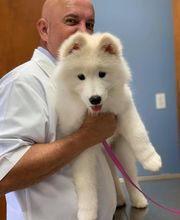 Ormond Beach Family Vet image 9