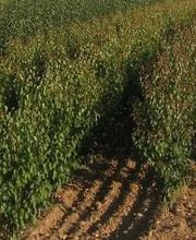 Pépinières Du Val D'Or image 3