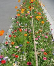 Beney Jean-Paul & William Bild 14