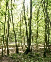 FriedWald Litermont Bild 6