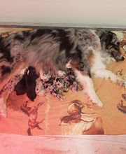 Elevage des Bois de Loge Borgne image 13