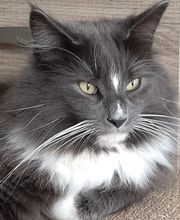 Chatterie de l'Alantolie image 4