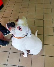 Fashion Dog image 17