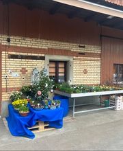 Grimm Obst u. Gemüsehandels AG Bild 1