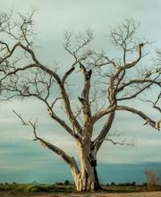 Vista Valley Tree Service Inc image 9