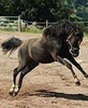 Centre Hippique la Jumenterie image 6