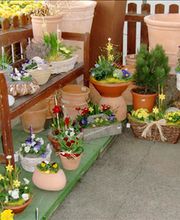 Blumen Wendler Lauf Bild 3