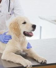 Centro Médico Veterinario Los Álamos imagen 2