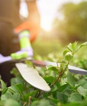 Gartenbau Howey Bild 3