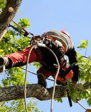 Jardin Vert Eden image 2