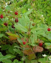 Staudengärtnerei David Müller Bild 39