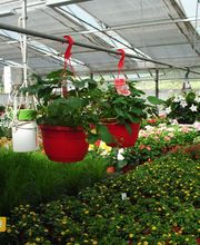 Herrmann Pflanzen GmbH Bild 10