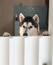 Clínica Veterinaria Roncal - Pilas imagen 18