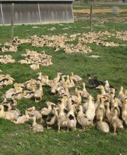 EARL DES GUITS Ferme la Gaube image 2