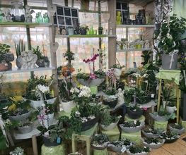 Blumen Groth Bild 2