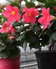 Royal Fleurs image 3