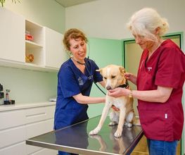 Tierklinik Rossweid AG Bild 11