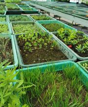 Wildpflanzengärtnerei Flora di Berna Bild 8