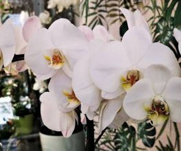 Fleur Blanche image 6
