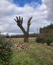 Ent . Dole image 2