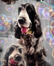 A Fleur De Chiens image 4