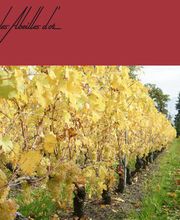 Domaine des Abeilles d'Or Bild 3