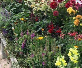 Gartenmarkt Meisenbach Bild 5