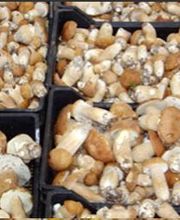 La Forestière Du Champignon image 1