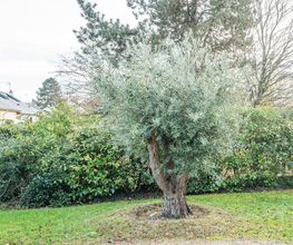 Jardin Services EURL image 15