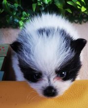 Elevage Des Jours Étoilés image 12