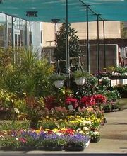 Central fleurs image 11