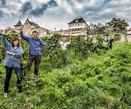 Weingut Erich Ferckel Bild 11