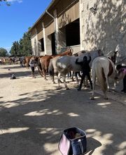 Ecole d'Equitation Du Bélice image 5