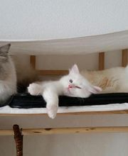 Frässeggä, für Hund & Katz