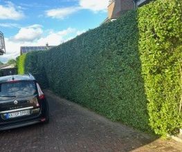 Haus-Garten-Service Bild 9