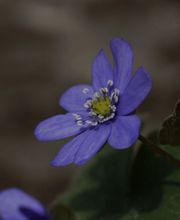 Staudenwerk GmbH Bild 3