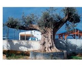 700964-Lenas-y-Carbones-Jorda-olivos-2.jpg
