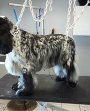 La Gent Canine image 5
