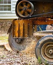 Baumpflege Eifler Bild 5