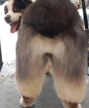 Toiletteur Zencani'cat image 9