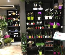 La Comédie Des Fleurs image 14