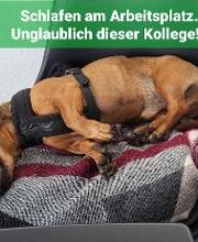 Ein Bild von einem Hund, der auf einem Stuhl schläft. Darüber der Schriftzug: Schlafen am Arbeitsplatz. Unglaublich dieser Kollege!